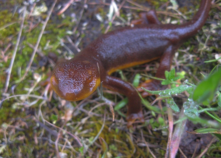 California Newt